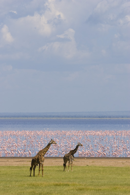 Giraffes And Lesser Flamingos Along Shore Of Lake Manyara